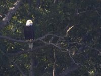 07-30-11-Mattawoman-7097