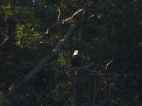 07-30-11-Mattawoman-7110