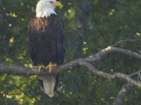 07-30-11-Mattawoman-7130