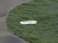 08-13-11-Mattawoman-7453