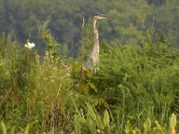 08-13-11-Mattawoman-7537