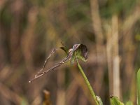 09-04-11-Nanjemoy-8619