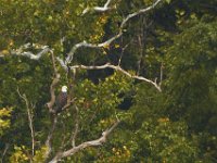 09-04-11-Nanjemoy-8701