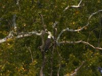 09-04-11-Nanjemoy-8730