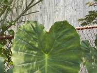 09-04-11-Nanjemoy-8759