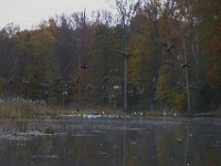 11-06-11-Mattawoman-1641