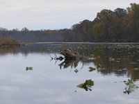 11-06-11-Mattawoman-1767