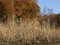 11-06-11-Mattawoman-2068