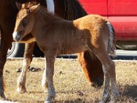 11-12-11-Assateague-2157 1