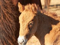 11-12-11-Assateague-2166