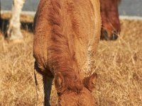 11-12-11-Assateague-2174