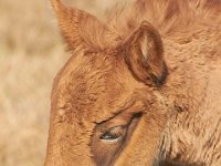 11-12-11-Assateague-2181