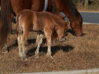 11-12-11-Assateague-2186