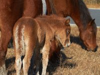 11-12-11-Assateague-2188