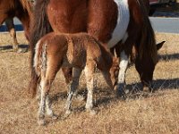 11-12-11-Assateague-2191
