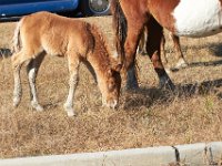 11-12-11-Assateague-2195