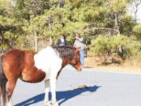 11-12-11-Assateague-2203