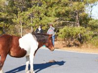 11-12-11-Assateague-2204
