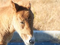 11-12-11-Assateague-2210