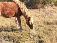 11-12-11-Assateague-2218