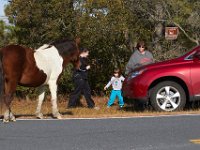 11-12-11-Assateague-2220