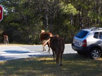 11-12-11-Assateague-2227