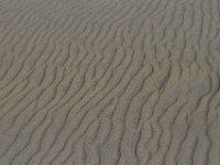 11-12-11-Assateague-2314