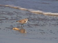 11-12-11-Assateague-2394