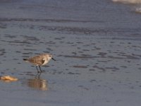 11-12-11-Assateague-2396