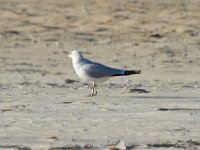 11-12-11-Assateague-2421