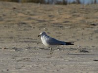11-12-11-Assateague-2422
