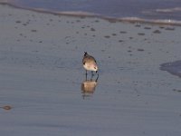 11-12-11-Assateague-2429