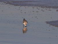 11-12-11-Assateague-2431
