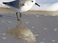 11-12-11-Assateague-2433
