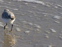 11-12-11-Assateague-2435
