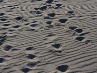 11-12-11-Assateague-2455