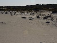 11-12-11-Assateague-2458