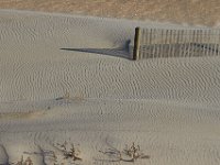 11-12-11-Assateague-2476