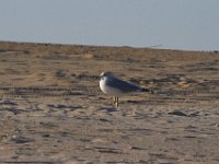 11-12-11-Assateague-2512