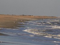 11-12-11-Assateague-2536