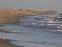 11-12-11-Assateague-2538