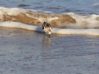 11-12-11-Assateague-2543