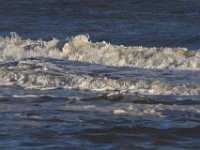 11-12-11-Assateague-2583