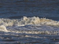 11-12-11-Assateague-2584