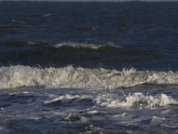 11-12-11-Assateague-2586
