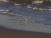 11-12-11-Assateague-2604