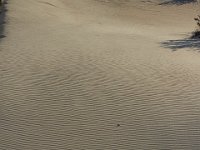 11-12-11-Assateague-2697