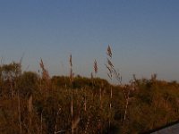 11-12-11-Assateague-2711