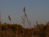 11-12-11-Assateague-2715