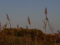 11-12-11-Assateague-2716